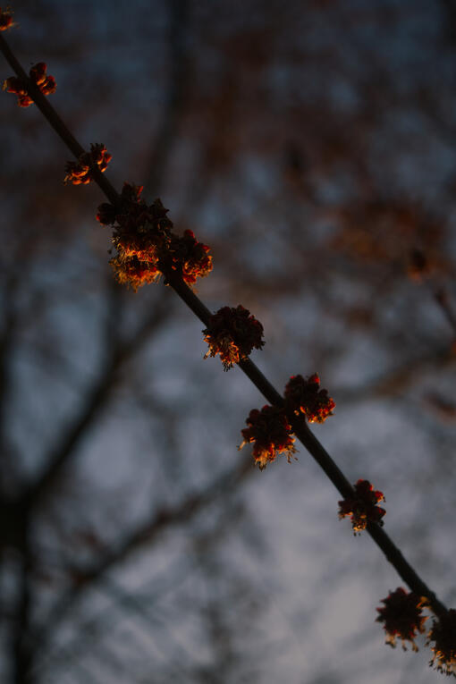 Close up shot of flowers
