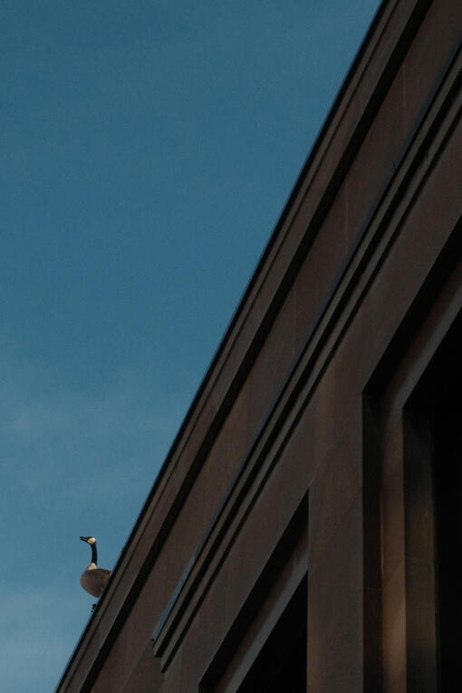 A goose on top of a building getting ready to take flight